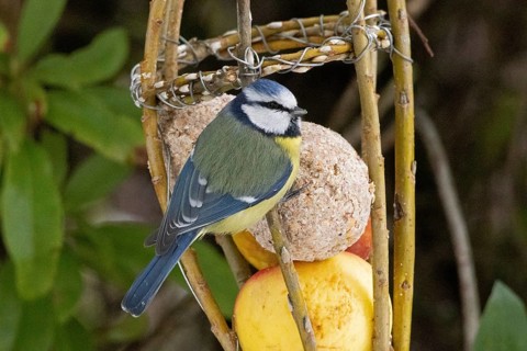 Blue tit (Cyanistes caeruleus), tit dumpling, Sieversen, Rosengarten, Lower Saxony, Germany
