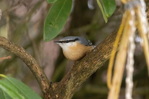 Nuthatch (Sitta europaea), Sieversen, Rosengarten, Lower Saxony, Germany