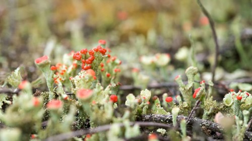 Close-up of very small lichens, trumpet-shaped with red and green colors on barren sandy soil with
