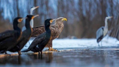 White-tailed eagle (Haliaeetus albicilla) adult bird on the water and on the ice, hunting,