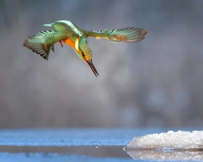 Kingfisher (Alcedo atthis) Winter and frost, hunting with fish, prey, frozen lake, ice-free,