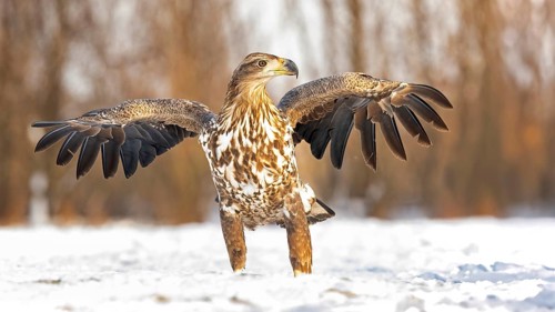 White-tailed eagle (Haliaeetus albicilla) young eagle on the water and on the ice, hunting,