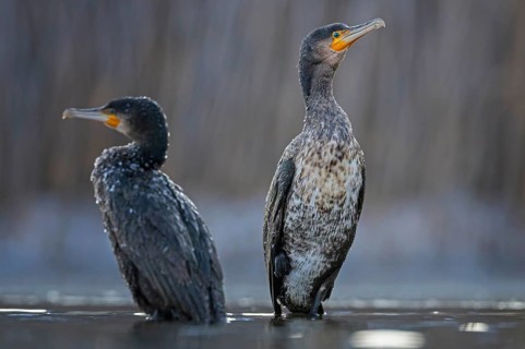 Cormorant (Phalacrocorax carbo) sitting, frost and ice on feathers, iced, distress, pair, lack of