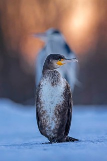 Cormorant (Phalacrocorax carbo) and grey heron (Ardea cinerea) sitting, sunrise, frost and ice on