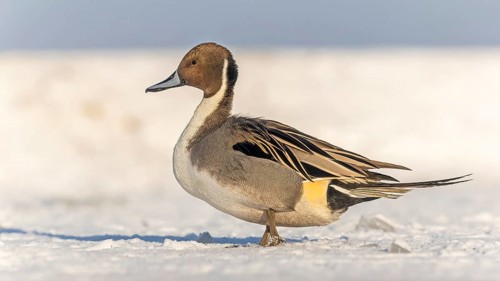 Pintail (Anas acuta) sitting, frost and ice on feathers, iced, distress, lack of food, portrait,