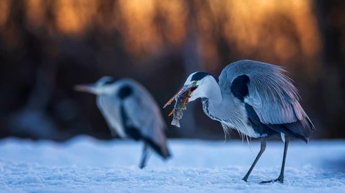 Grey heron (Ardea cinerea) sitting, frost and ice on feathers, iced, hunting, with catfish as prey,