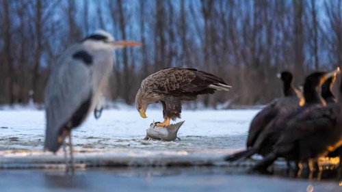 White-tailed eagle (Haliaeetus albicilla) adult bird on the water and on the ice, hunting,