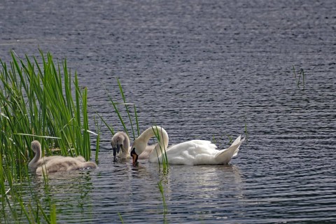 Swan and chicks swimming in a pond with reeds, Local Hero, Pennan, Aberdeenshire, Scotland, Great