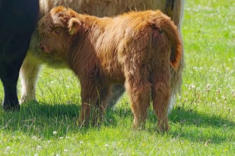 Young Scottish highland cattle on green pasture, Aberdeenshire, Scotland, Great Britain