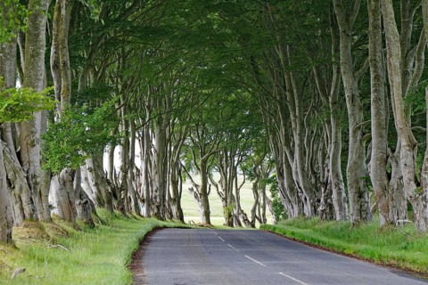 Long avenue of trees covering a road and creating a tranquil atmosphere, Local Hero, Pennan,