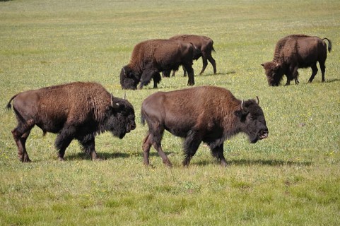 A herd of American Bison (Bos bison) moves peacefully across the vast grasslands. Grand Canyon