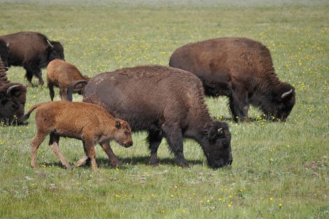 American Bison (Bos bison) graze on a green meadow and enjoy the peaceful nature. Grand Canyon