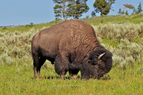 A mighty American Bison (Bos bison) stands in a green pasture, trees in the background. Yellowstone