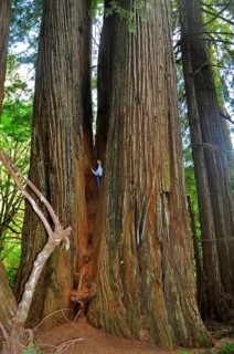 A person stands in an opening of a massive, old redwood tree, coast redwood (Sequoia sempervirens)