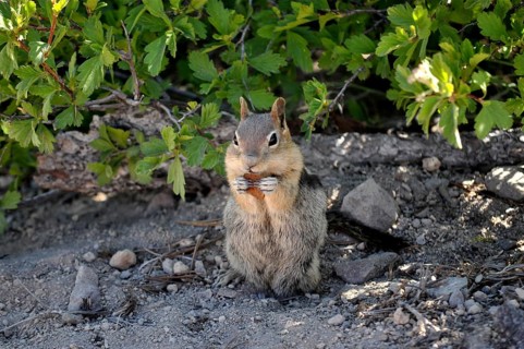 A ground squirrel, Harris antelope gopher (Ammospermophilus harrisii), sitting on the ground under