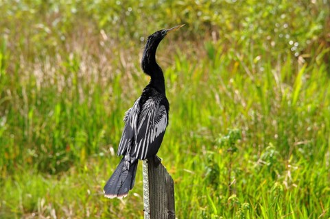 A bird with impressive feathers, American Darter (Anhinga anhinga), sits on a wooden pole in the