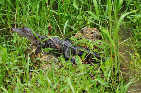 A young alligator, Mississippi alligator (Alligator mississippiensis), juvenile, lying on a rock in