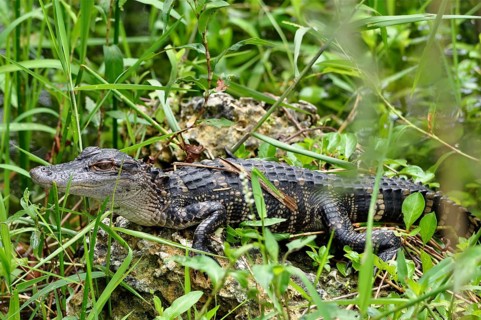 A young Mississippi alligator (Alligator mississippiensis), juvenile, resting on a rock surrounded