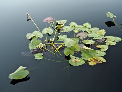 Floating lily pads on calm water with a natural, calming atmosphere. A Mississippi alligator