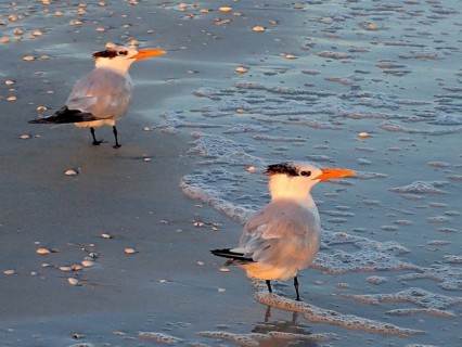 Two terns, royal terns (Thalasseus maximus), stand on the beach at sunset, surrounded by gentle