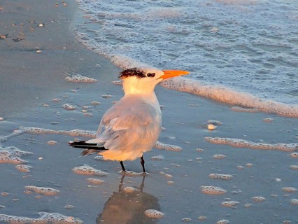 A tern, royal tern (Thalasseus maximus), stands on the beach, calm sea and slightly wavy water.
