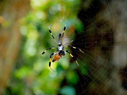 A spider, Golden silk spider (Nephila clavipes), sits in its web in a natural environment, light