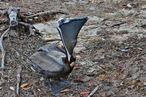 A pelican, brown pelican (Pelecanus occidentalis), sits on the sandy shore and curiously observes