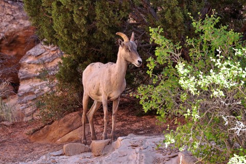 A bighorn sheep (Ovis canadensis) stands next to trees, natural and peaceful surroundings. Capitol