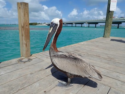 A pelican, brown pelican (Pelecanus occidentalis), stands on a wooden walkway, in front of