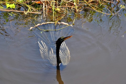 An American darter (Anhinga anhinga) swims in the calm water, its magnificent feathers glowing.