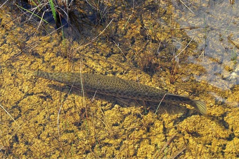 A Florida garfish (Lepisosteus platyrhincus) swims over aquatic plants in a clear river. Everglades