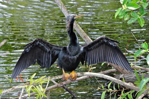 An American Darter (Anhinga anhinga) spreads its wings to dry on a branch by the water. Everglades