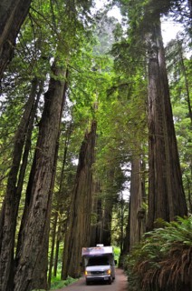 An RV drives through a huge redwood forest surrounded by majestic trees, coast redwood (Sequoia