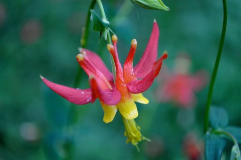Close-up of a red and yellow flower with curved petals, desert wakeia (Aquilegia shockleyi) . John