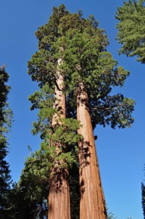 Two huge Sequoia trees, giant sequoia (Sequoiadendron giganteum), stand out against the blue sky.