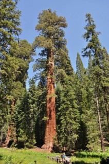 Single impressive Sequoia tree, giant sequoia (Sequoiadendron giganteum), in the midst of green