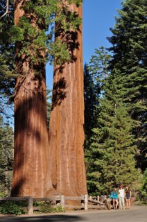 Two massive Sequoia trees, giant sequoia (Sequoiadendron giganteum), with walkers at the base under
