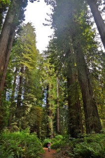 A child walks on a path through a redwood forest surrounded by giant trees, coast redwood (Sequoia