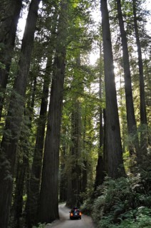A vehicle drives through a shady forest of large redwood trees, coast redwood (Sequoia