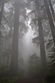 Tall trees, coast redwoods (Sequoia sempervirens), in a misty forest create a mystical, tranquil