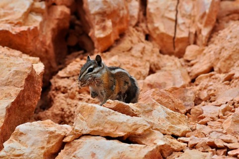 A chipmunk, Uinta chipmunk (Tamias umbrinus), sits on reddish stones with food in its mouth. Bryce