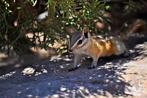A chipmunk, Uinta chipmunk (Tamias umbrinus), moves cautiously in the shade of a shrub. Canyonlands