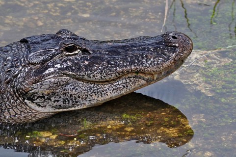 Close-up of the head of a Mississippi alligator (Alligator mississippiensis) in the water with