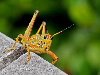 Close-up of a yellow grasshopper, short-fingered grasshopper (Romalea microptera) . Everglades