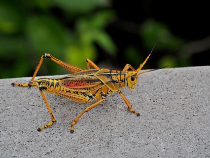 A yellow grasshopper, short-fingered grasshopper (Romalea microptera), sitting on a grey surface.