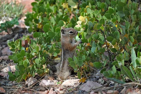 A chipmunk, Harris's antelope squirrel (Ammospermophilus harrisii), eating leaves amidst plants.