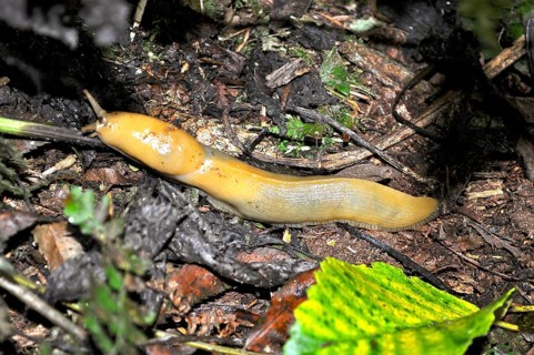A large nudibranch, banana slug (Ariolimax stramineus), crawls across the forest-covered ground.