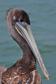 Close-up of the head of a pelican, brown pelican (Pelecanus occidentalis), with clear details of