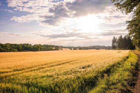 Wide cornfield at sunset with clouds and adjacent path