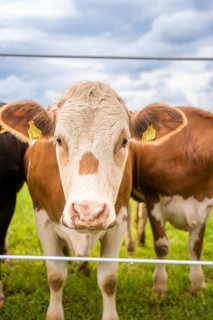 Brown cow with white face behind a fence, quiet rural atmosphere